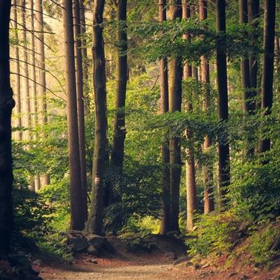 英雄联盟电竞经理手游官方下载